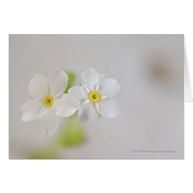 Primer de flores (Anverso (Horizontal))