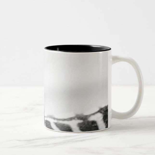Primer de la cara de la cebra y de la taza de café (Derecha)