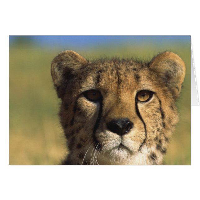 Primer del guepardo (Anverso (Horizontal))