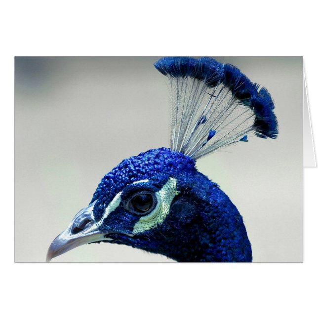 Primer del pavo real (Anverso (Horizontal))