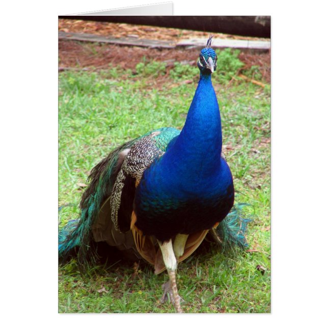 Primer del pavo real (Frente)