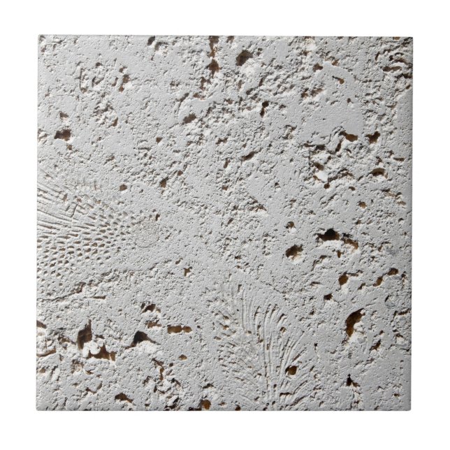 Primer fósil de la superficie de la teja del (Frente)