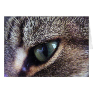 Primer gris de ojos verdes del ojo de gato de