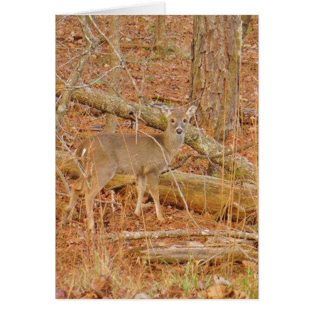 Primer invierno de Baby Deer (Frente)