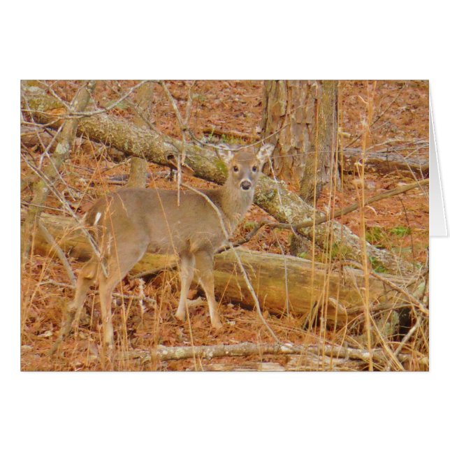 Primer invierno de Baby Deer (Anverso (Horizontal))