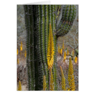 Primer plano de cactus y agave