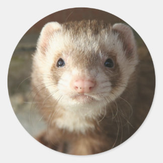 Primer plano de Ferret Pegatina