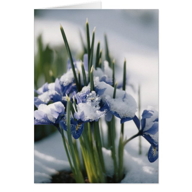 Primer plano de Iris (Frente)