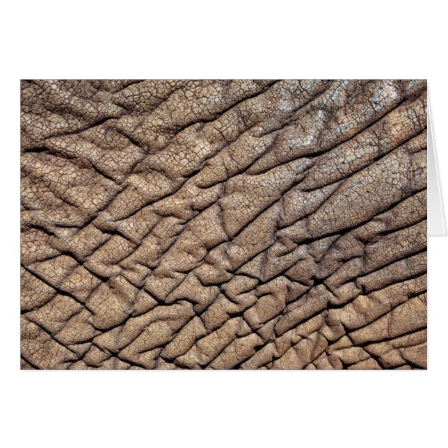 Primer plano de la piel de un elefante africano (Anverso (Horizontal))