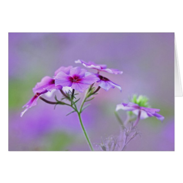 Primer plano de Phlox de Drummond, Phlox drummondi (Anverso (Horizontal))