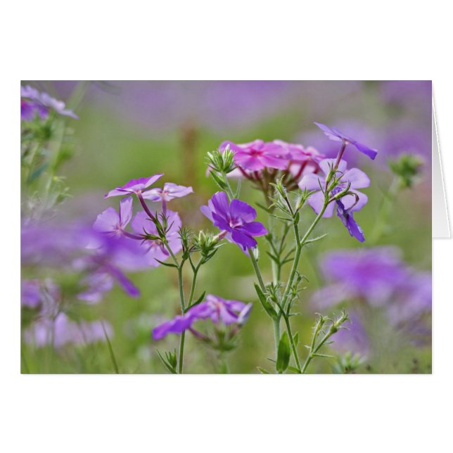 Primer plano de Phlox de Drummond, Phlox drummondi (Anverso (Horizontal))