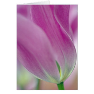 Primer plano del envés de la flor de tulipán, 2