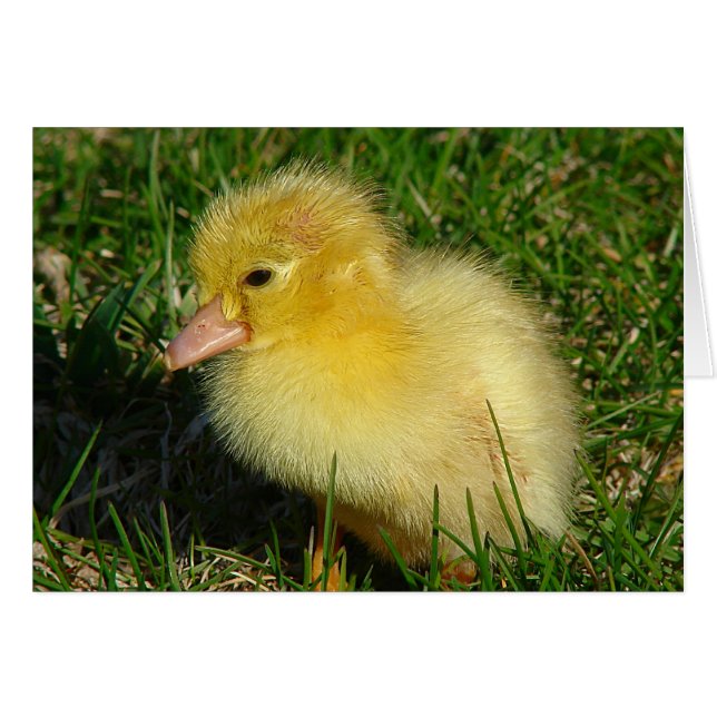 Primera Esfera de la Temporada (Anverso (Horizontal))