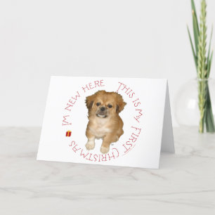 Primera Navidad de Cachorro Pequinés