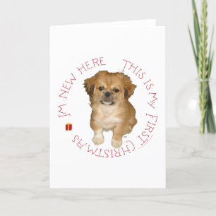 Primera Navidad de Cachorro Pequinés