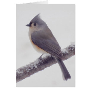 Primera Nieve - Pájaro de Titmouse Tirado