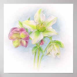Primera señal de arte acuarela de los hellebores d