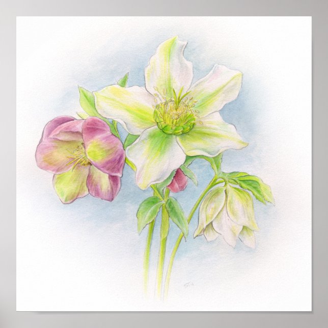 Primera señal de arte acuarela de los hellebores d (Frente)
