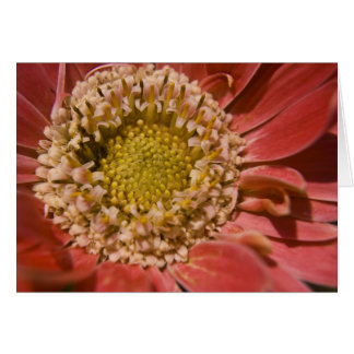 Primera tarjeta Rubor