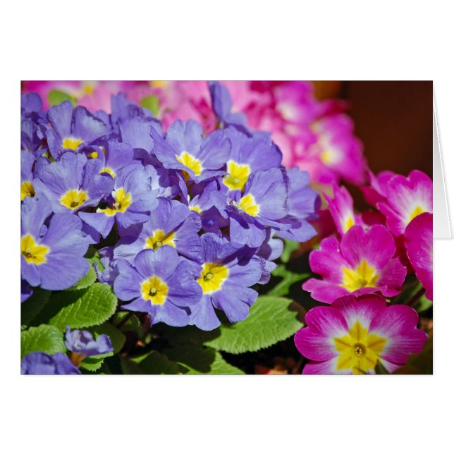 Primeras rosas y moradas (Anverso (Horizontal))