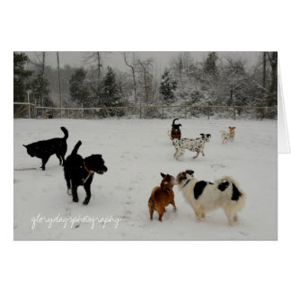 primeros perros nevados