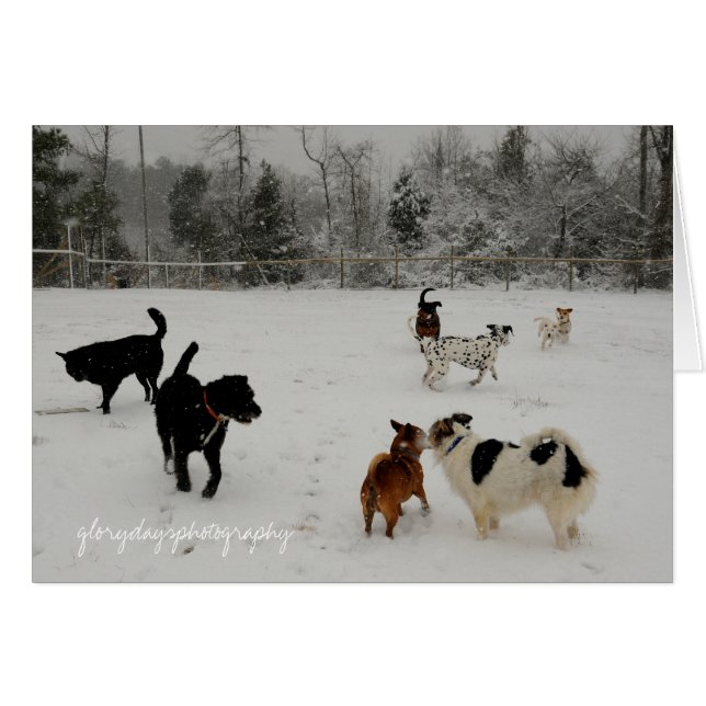 primeros perros nevados (Anverso (Horizontal))