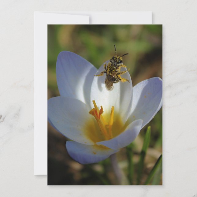 Primeros Rótulos de la primavera (Anverso)