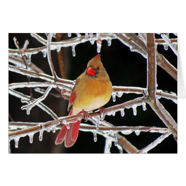 Princesa del hielo (Anverso (Horizontal))