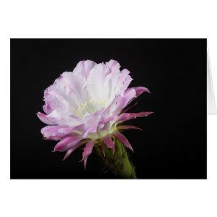 Princess Anne Echinopsis Flor híbrida