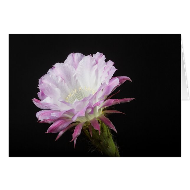 Princess Anne Echinopsis Flor híbrida (Anverso (Horizontal))