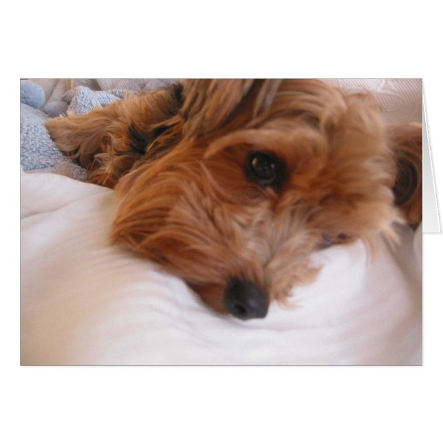 Priscilla (Anverso (Horizontal))