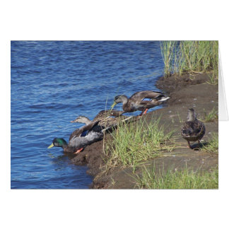 Procesamiento de pato