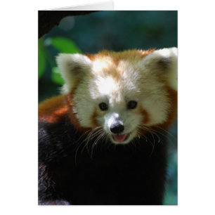 Producto del personalizar