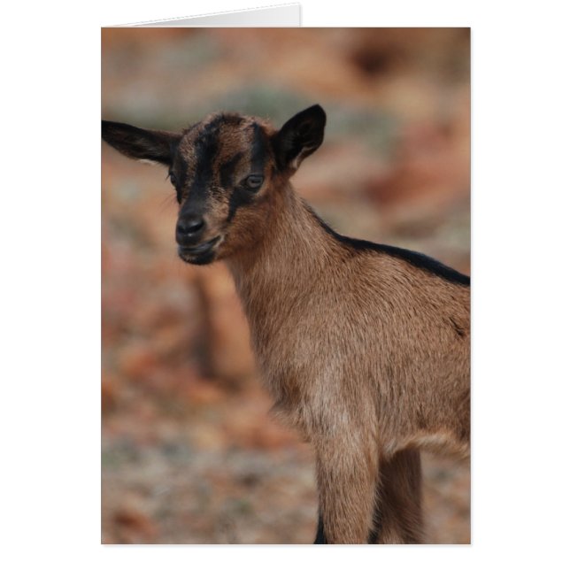 Producto personalizar (Frente)