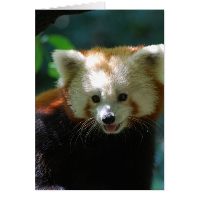 Producto personalizar (Frente)