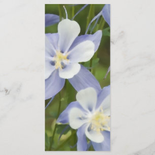 Programa de Boda de Flores de Columbina Azul