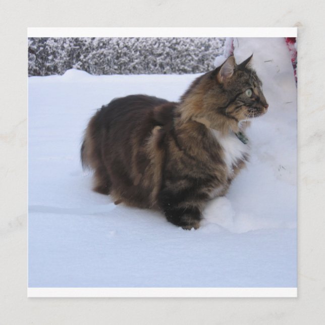 Programa gato del bosque noruego en la nieve (Anverso)