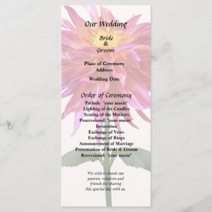Programa Vivid Pink Dahlia