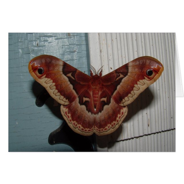 Promethea Moth (Anverso (Horizontal))