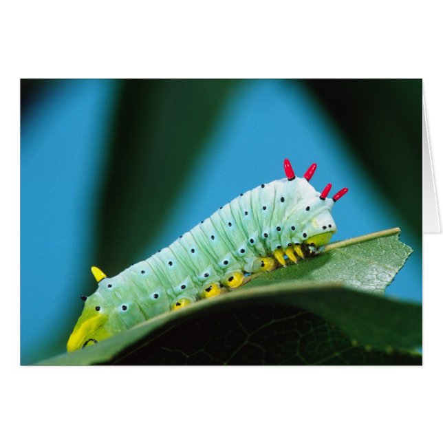 Prometheus Moth Caterpillar, Callosamia (Anverso (Horizontal))