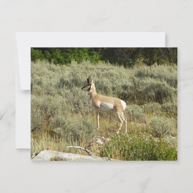 Pronghorn en el Parque Nacional de Grand Teton (Anverso)