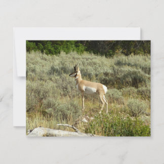 Pronghorn en el Parque Nacional de Grand Teton