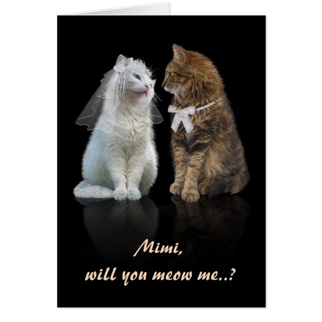 Propuesta para amantes de gatos (Frente)