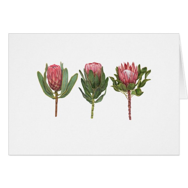 Protea Notecard (Anverso (Horizontal))