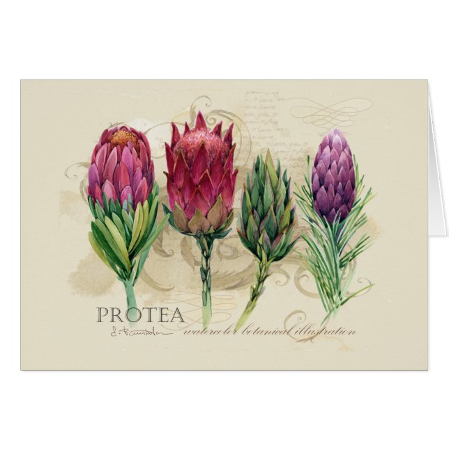 Protea Notecard (Anverso (Horizontal))