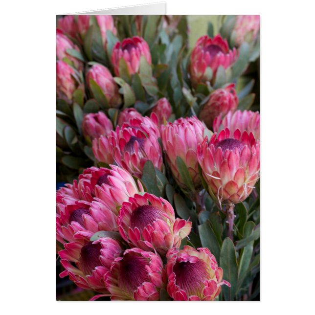 Protea rosa (Frente)