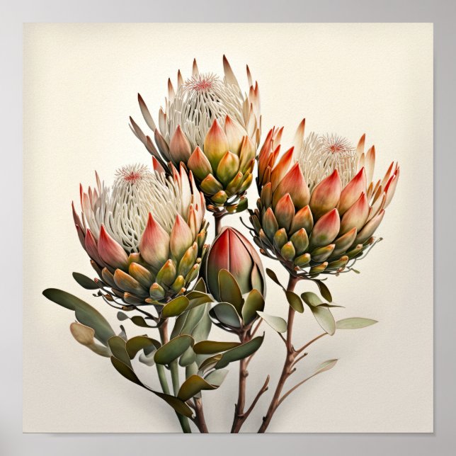 Protea Sugarbushes Poster de impresión de arte flo (Frente)