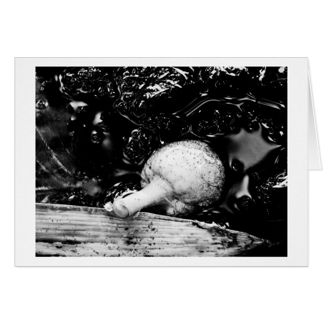 protector oscuro (Anverso (Horizontal))