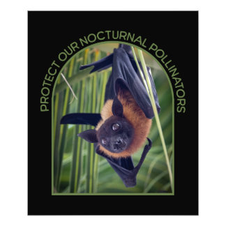 Proteger la ampliación de la foto de Bats