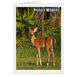 Proteja la fauna